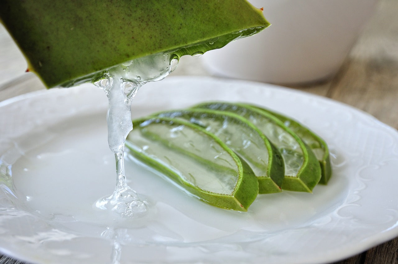 The Healing Power of Aloe Vera